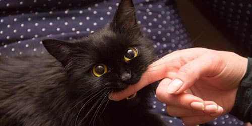Приснилось что черная кошка кусает