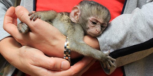 Держать на руках обезьянку