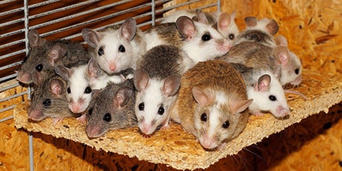 К чему снится много мышей?