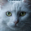 Белая кошка