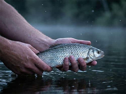 Ловить рыбу руками