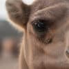 Верблюд