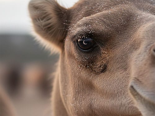 Морда верблюда