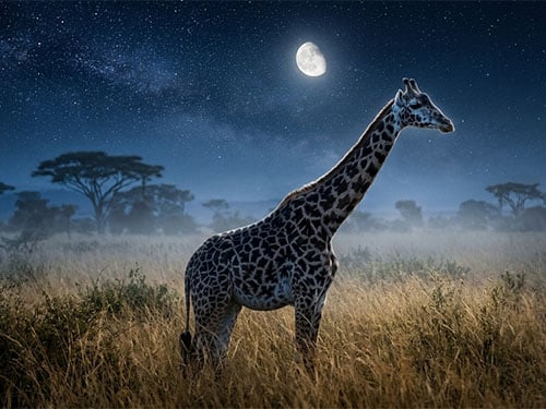 Жираф в саванне