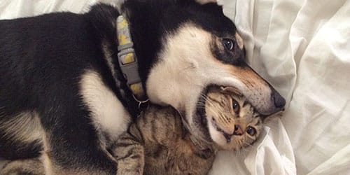 Собака кусает кошку