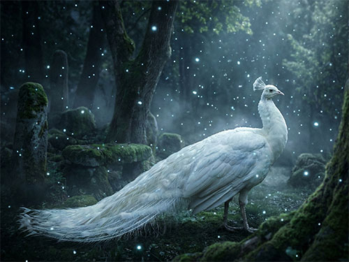 Белый павлин