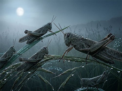 Нашествие саранчи