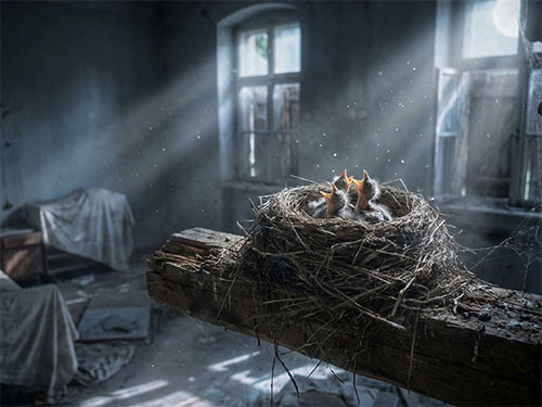 Гнездо с птенцами