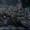 Клещи на кошке
