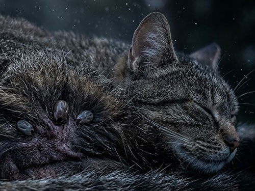 Клещи на кошке