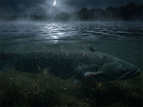 Рыба в мутной воде