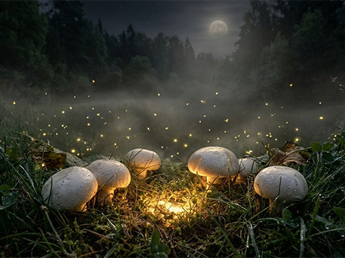 Шампиньоны