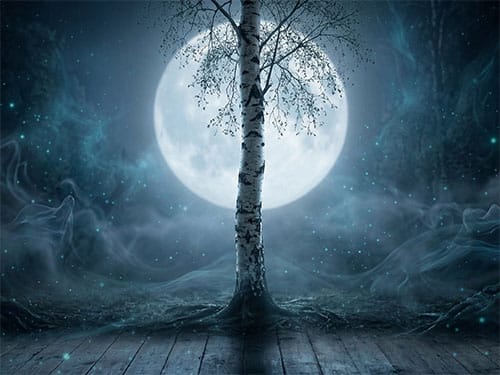 Белостволая береза