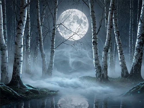 Березовая роща