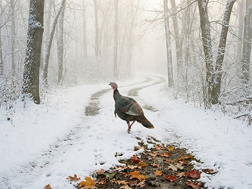 Индюк на снегу