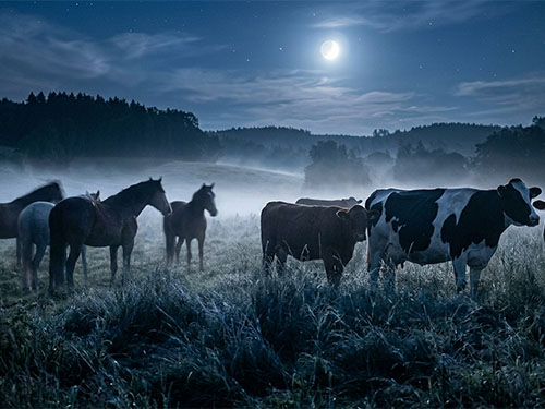 Коровы и лошади