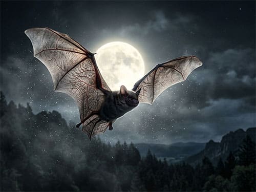 Летучая мышь