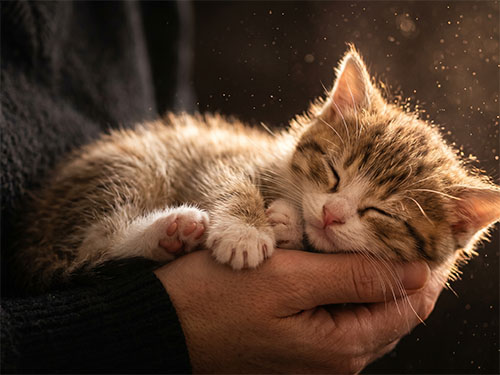 Котенок на руках