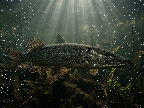 Щука в воде