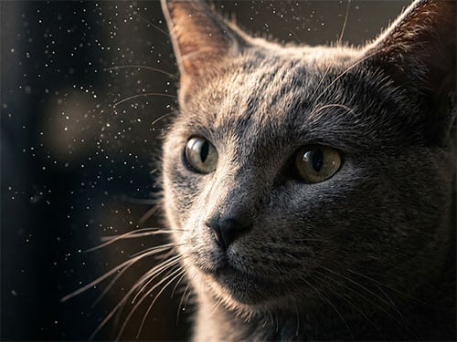 Серо-голубая кошка