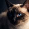 Сиамская кошка
