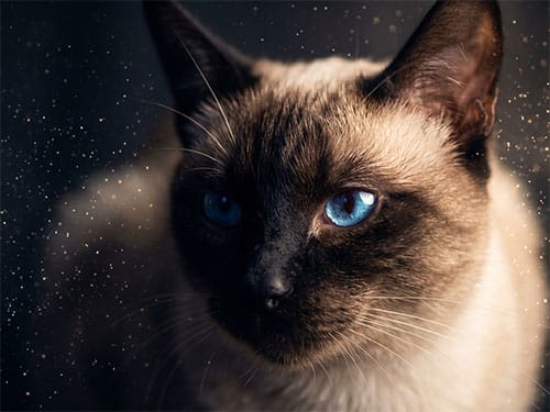 Сиамская кошка