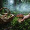 Собирать грибы