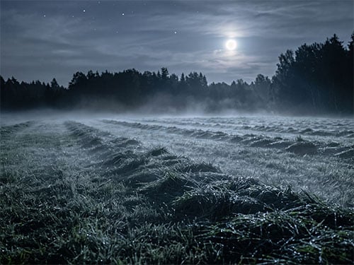 Скошенная трава